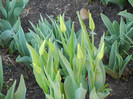 Tulipa Cistula (2012, April 21)
