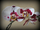 Orhidee 17 apr 2012 (3)