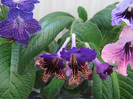 Shenandoah s Sugar Plum,eve,ds mistika