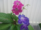 cf natasha,Shenandoah s Sugar Plum