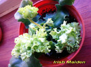 Irish Maiden (23-04-2012)