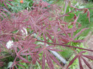 Acer palmatum Bloodgood (2012, Apr.20)