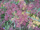Acer palmatum Bloodgood (2012, Apr.20)