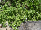 DSCF6908