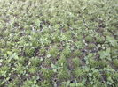 portaluca grandiflora