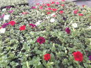 P23-04-12_19.00[2]