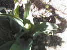 lalale imbobocite