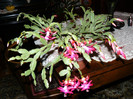 P1020575
