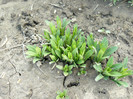 Aster mov