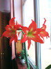 amaryllis sc