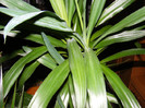 yucca