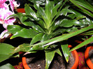 dracena