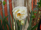 Narcissus Bridal Crown (2012, April 16)