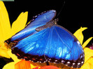 Animals Butterflies_Blue Morpho Butterfly