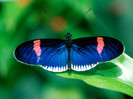 Animals Butterflies_Heliconius Erato