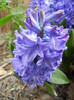 Hyacinth Delft Blue (2012, April 20)