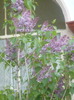 LILIAC MOV INCHIS