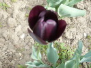LALEA NEAGRA-MAI MULT MOV FOARTE INCHIS
