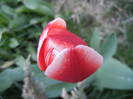 Tulipa Leen van der Mark (2012, April 20)