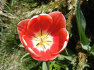 Tulipa Leen van der Mark (2012, April 22)