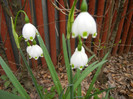 Leucojum aestivum (2012, April 20)