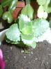 KALANCHOE - NU STIU CULOAREA
