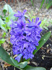 Hyacinth Peter Stuyvesant (2012, Apr.21)