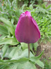 Tulipa Purple Flag (2012, April 20)