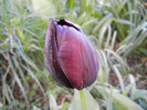 Tulipa Queen of Night (2012, April 12)