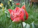 Tulipa Red (2012, April 20)