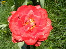 Tulipa Red (2012, April 22)