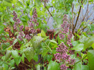 Syringa vulgaris_Lilac (2012, April 15)