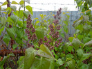 Syringa vulgaris_Lilac (2012, April 15)