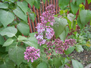 Syringa vulgaris_Lilac (2012, April 20)