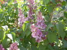 Syringa vulgaris_Lilac (2012, April 22)