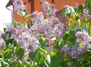 Syringa vulgaris_Lilac (2012, April 22)