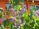 Syringa vulgaris_Lilac (2012, April 22)