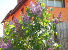 Syringa vulgaris_Lilac (2012, April 22)