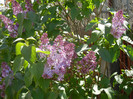 Syringa vulgaris_Lilac (2012, April 22)