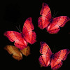 mariposas rojas