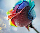 somewhere_over_the_rainbow_by_edgard82-d4k6cry_thumb