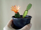 24 aprilie 2012-flori 005