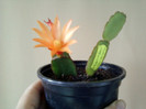 24 aprilie 2012-flori 006