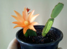 24 aprilie 2012-flori 007