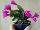 24 aprilie 2012-flori 008