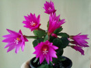 24 aprilie 2012-flori 010