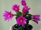 24 aprilie 2012-flori 012
