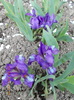 DSCN0525_resize