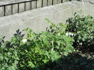 Dicentra alba