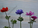 Anemone
